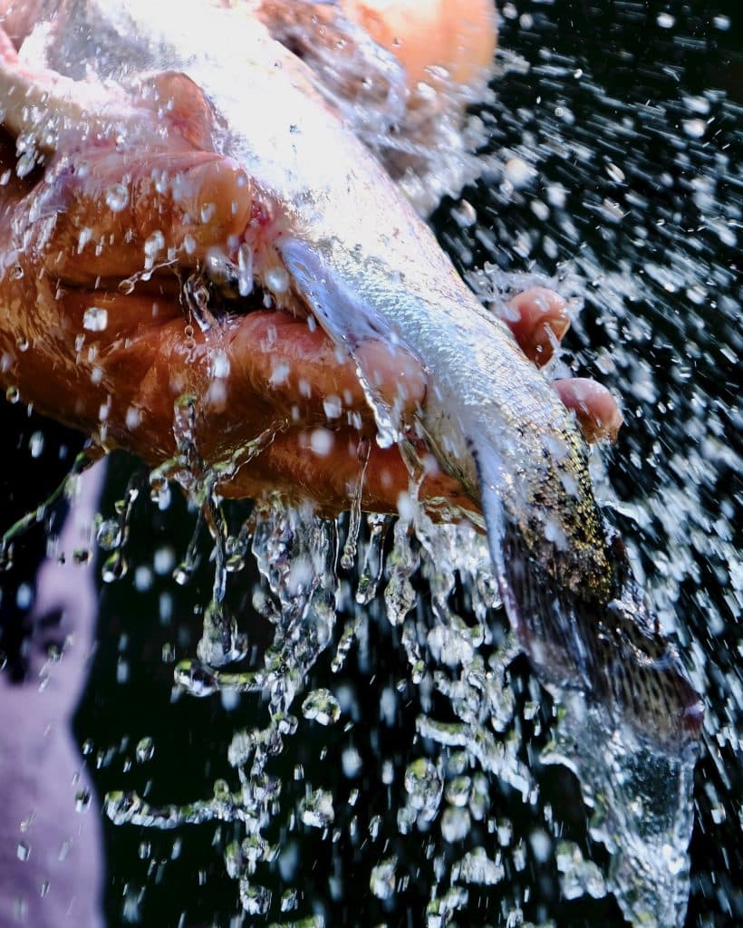 Forellenhof Lenz — frische Forelle aus dem Quellwasser