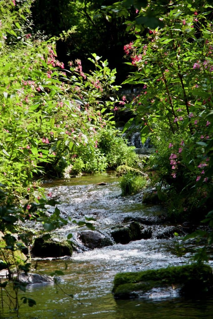 Quellbach im Odenwald — Forellenhof Lenz